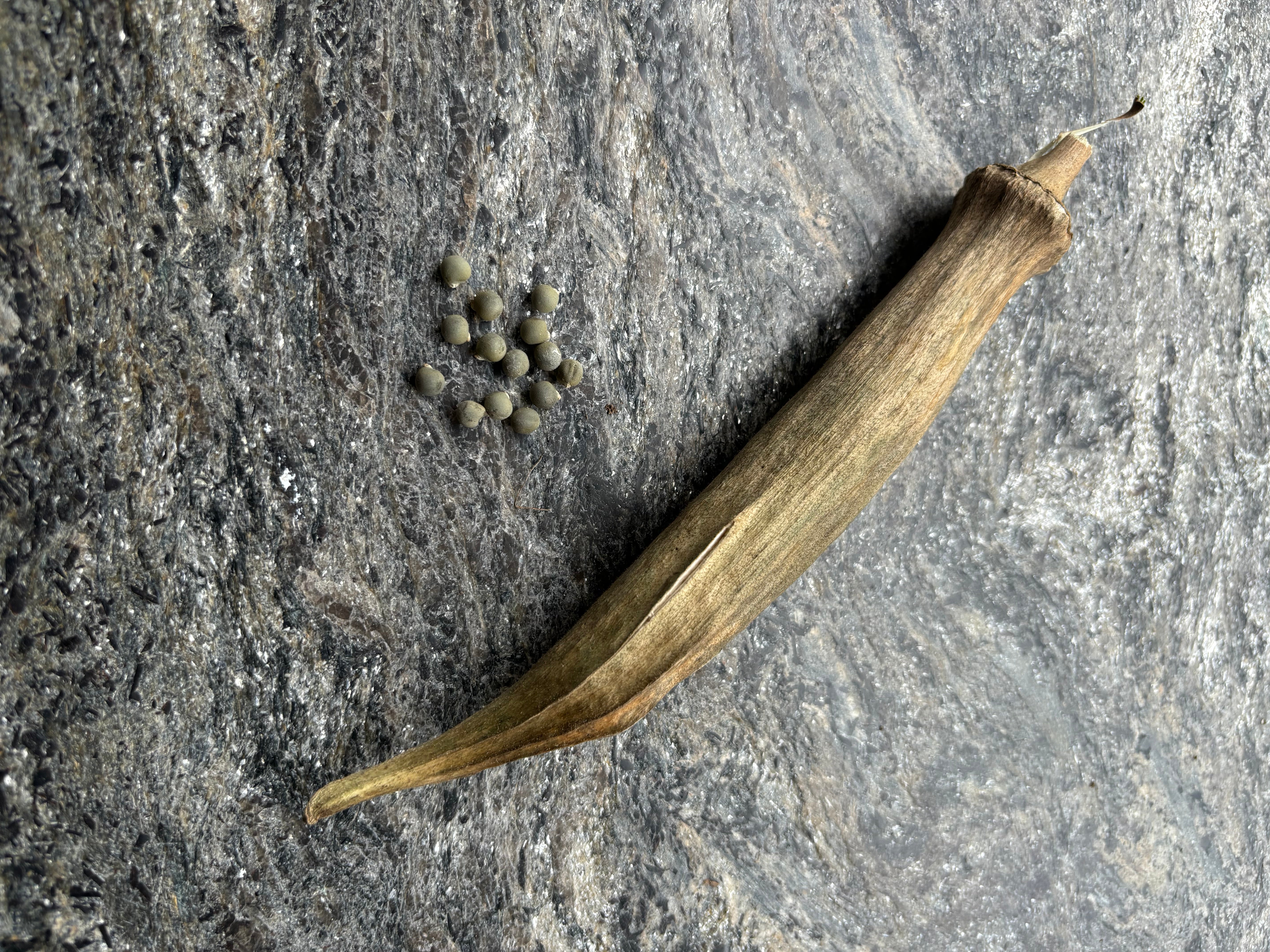 Giant Okra seeds