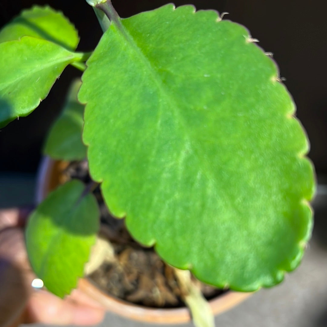 Leaf of life cuttings